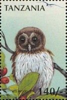 Mottled Owl (Ciccaba virgata)