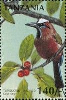 Turquoise-browed Motmot (Eumomota superciliosa)