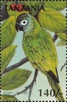 Dusky-headed Parakeet (Aratinga weddellii)