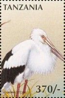 Maguari Stork (Ciconia maguari)