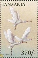 African Spoonbill (Platalea alba)