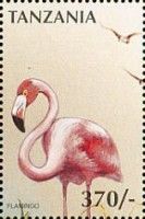 American Flamingo (Phoenicopterus ruber)