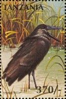Hamerkop (Scopus umbretta)
