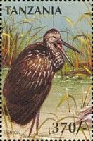 Limpkin (Aramus guarauna)