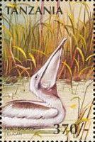 Pink-backed Pelican (Pelecanus rufescens)