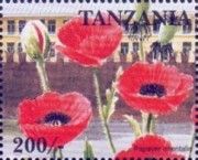 Papaver orientalis
