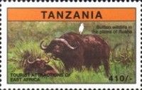 Buffalo wildlife