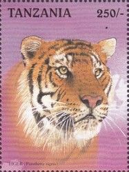 Tiger (Panthera tigris)