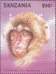 Japanese Macaque (Macaca fuscata)