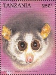Red Slender Loris (Loris tardigradus)