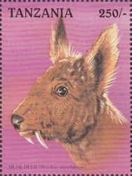 Siberian Musk Deer (Moschus moschiferus)