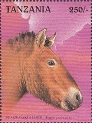 Przewalski's Horse (Equus przewalskii)