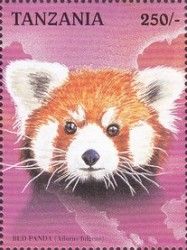 Red Panda (Ailurus fulgens)