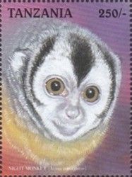Humboldt's Night Monkey (Aotus trivirgatus)