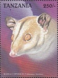 Brown-eared Woolly Opossum (Caluromys lanatus)