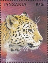 Jaguar (Panthera onca)