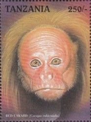 Red Bald-headed Uakari (Cacajao rubicundus)