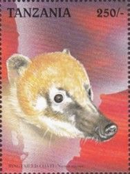 South American Coati (Nasua nasua)