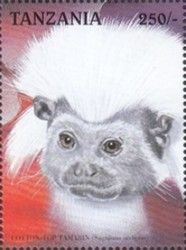 Cotton-top Tamarin (Sanguinus oedipus)