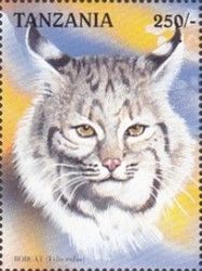 Bobcat (Lynx rufus)