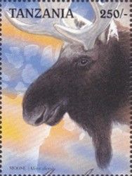 Moose (Alces alces)
