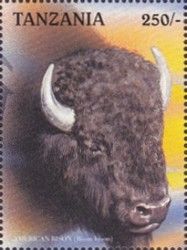 American Bison (Bison bison)