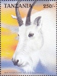Rocky Mountain Goat (Oreamnos americanus)