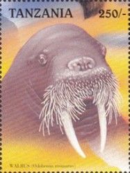 Walrus (Odobenus rosmarus)