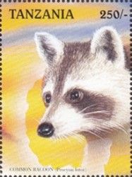 Raccoon (Procyon lotor)