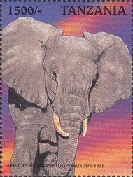 African Elephant (Loxodonta africana)