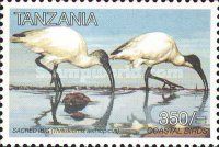 Sacred Ibis (Threskiornis aethiopicus)