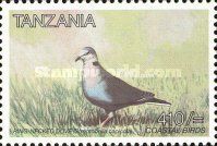 Ring-necked Dove (Streptopelia capicola)