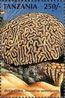 Brain Coral
