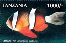 Ocellaris Clownfish (Amphiprion ocellaris)