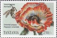 Oriental Poppy (Papaver orientale), Vespid Wasp