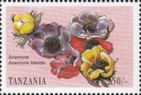 Anemone (Anemone blanda)