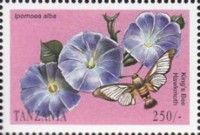 Moonflower (Ipomoea alba), King’s bee Hawkmoth