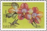 Aussie Delight (Phalaenopsis luma), Potter Wasp