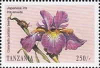 Japanese iris (Iris ensata), Colorado Potato Beetle