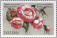 Hybrid Macranthe (Rosa raubritter), Queen Bumblebee