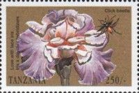 Love with lace Iris, Click Beetle