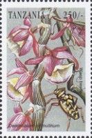 Dendrobium primulinum, Wasp beetle