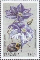 Carrion beetle, clematis “Lasurstern.”
