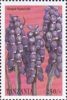 Grape hyacinth