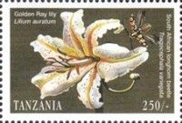 Golden ray lily, South African longhorn beetle
