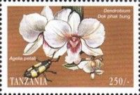 Agelia petali, Dendrobium "Dok phak bung"