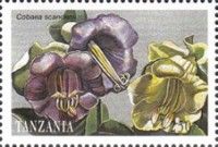 Cobaea scandens