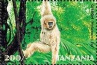 Lar Gibbon (Hylobates Iar)