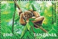 Bosman's Potto (Perodicticus potto)