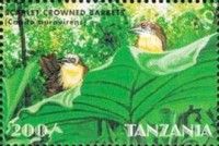 Scarlet-crowned Barbet (Capito aurovirens)